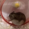 人懐っこいジャンガリアンハムスターの里親募集 サムネイル4