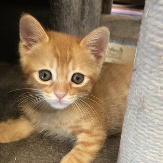 募集停止　茶トラ男子⭐️とも