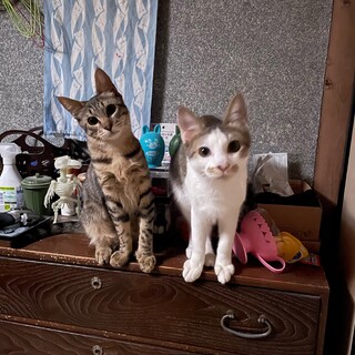 【島根県出雲市】兄弟猫の飼い主さん募集