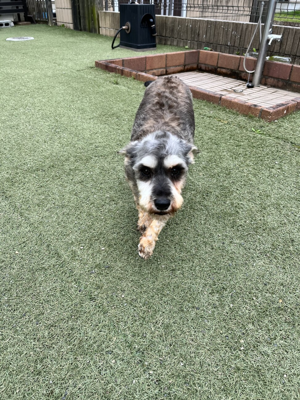 チェルシー ちゃん 千葉県 犬の里親募集 ペットのおうち 月間利用者150万人