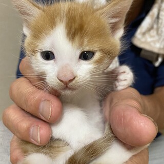 生後1か月の子猫です。