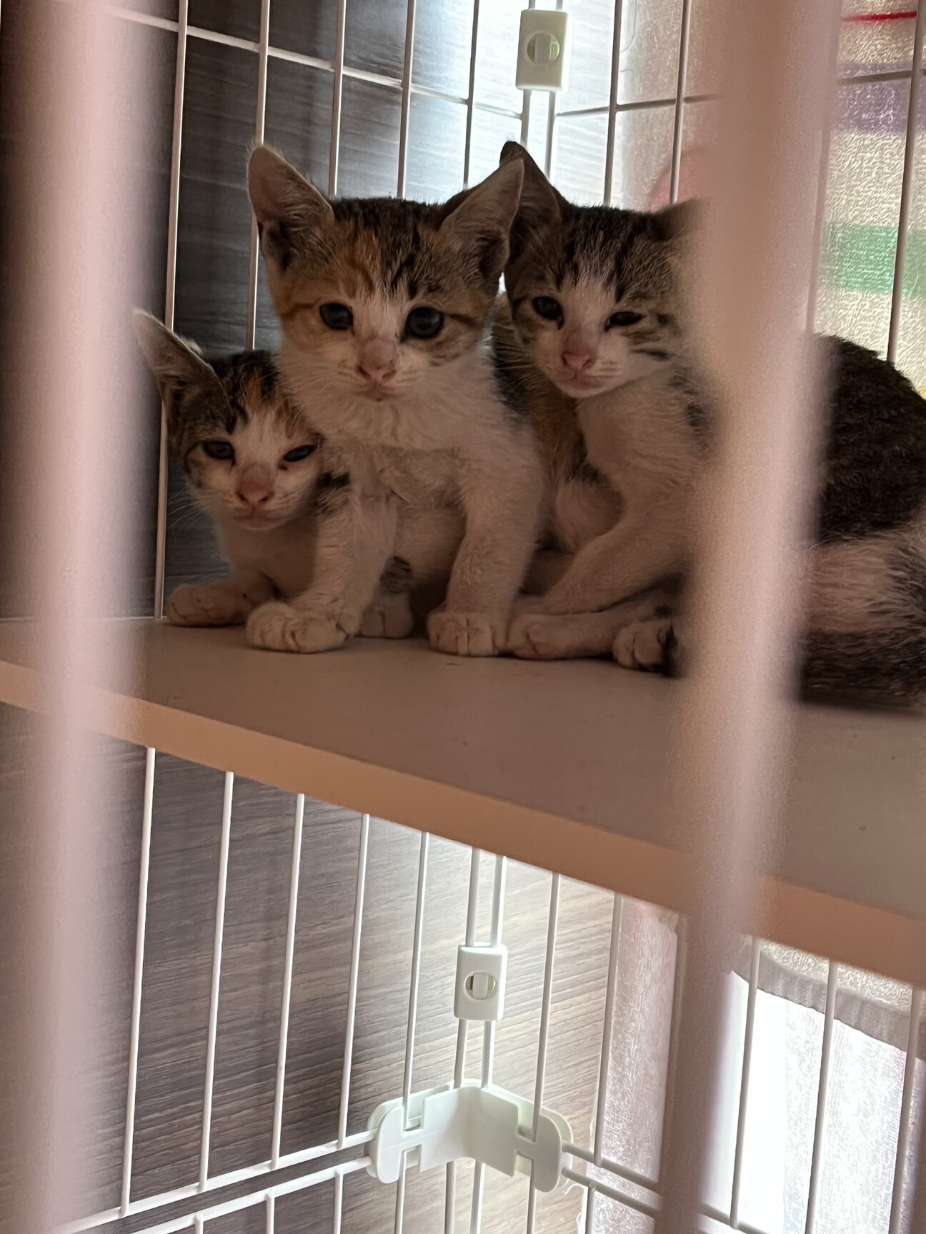 野良子猫3匹保護 兵庫県 猫の里親募集 ペットのおうち 月間利用者150万人