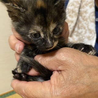 生後1か月の子猫です
