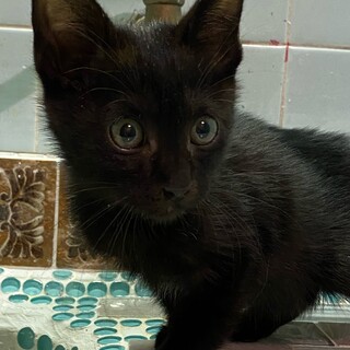 3ヶ月くらいの黒猫の男の子