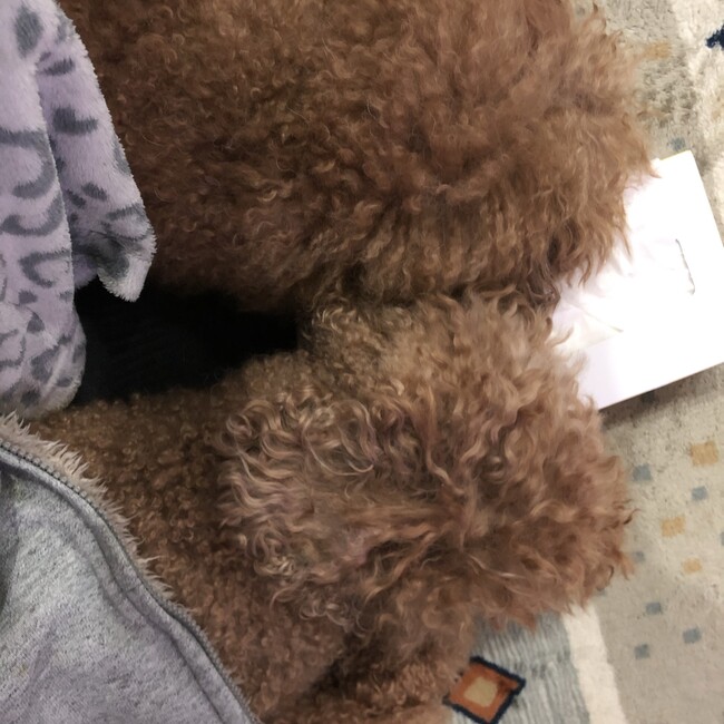 ルーコロのカバー写真
