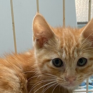 再募集　3ヶ月くらいの茶トラの男の子