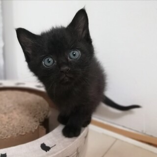 あざとかわいい男の子です