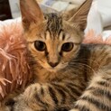 【ろっこ】おかげさまで里親様が決まりました。