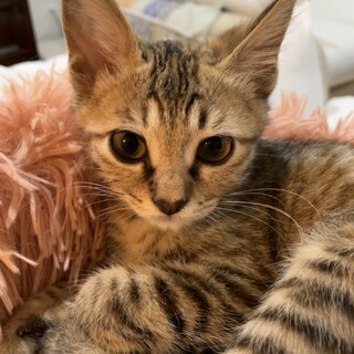 【ろっこ】おかげさまで里親様が決まりました。