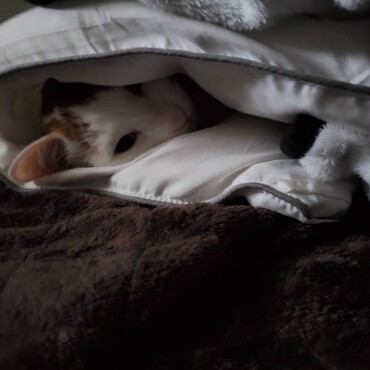 おれのふとん