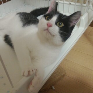 ごろごろ甘えん坊！ハチワレ女子のスーちゃん♀