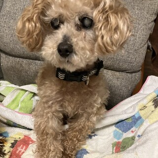 トイプードル　チェイル♂