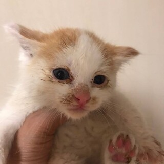 はちわれの白茶トラのかわいいもっちくん