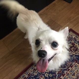 チワワ　コンちゃん♂　推定3歳