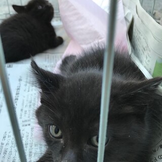 クロネコの子猫の兄弟 温かいご家族を探しています