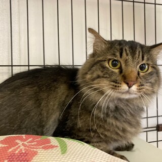 ふわふわ・もこもこ♡人が大好きな　ノル♀