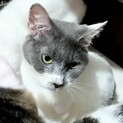 【マスク】募集を終了しました