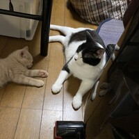 しじみ君ともっQ