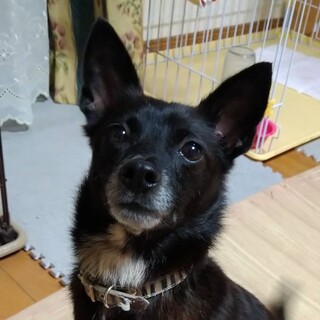 チワワMIX　チワピン？　みかん♀