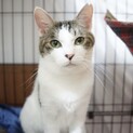 【デコ】おかげさまで里親様が決まりました。