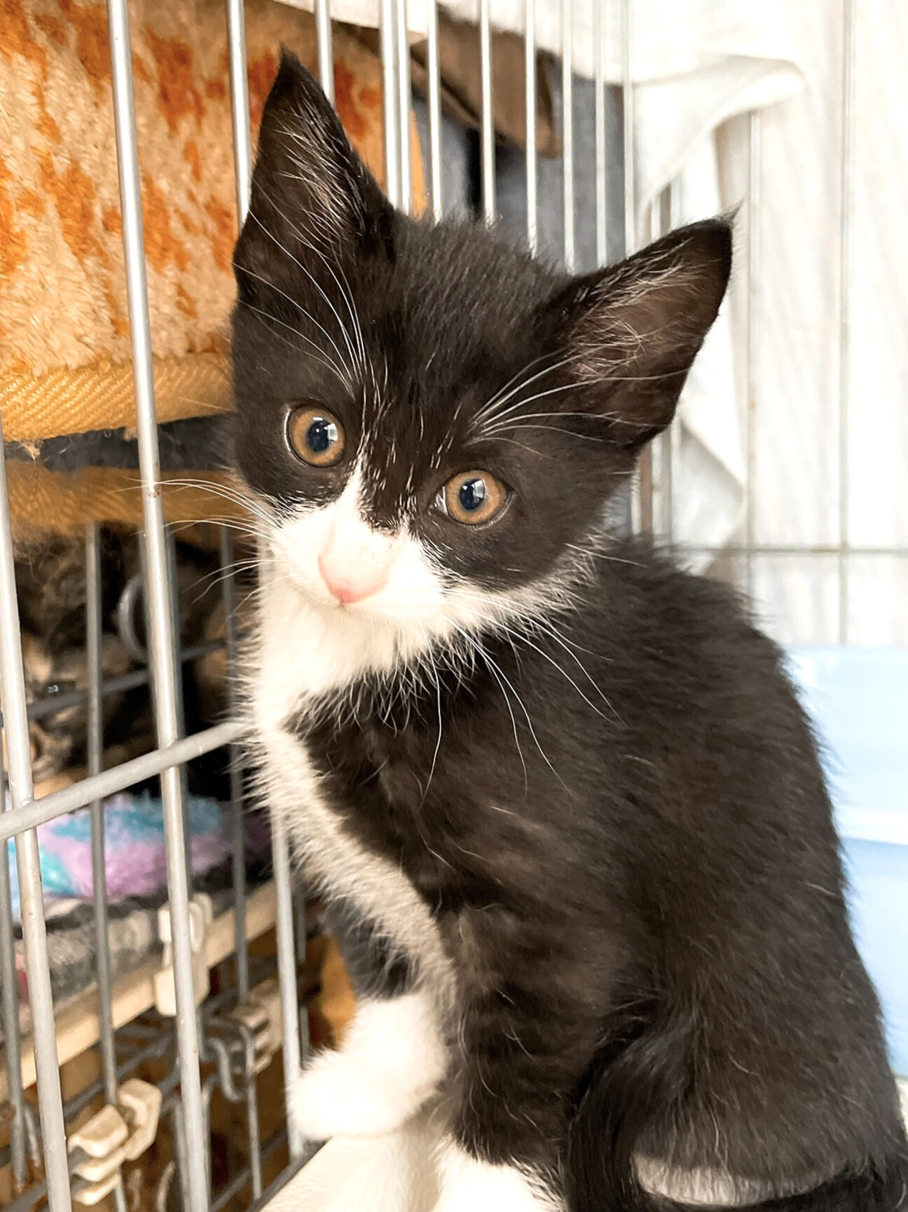 可愛い黒白猫 ぺろ君 オス 東京都 猫の里親募集 ペットのおうち 月間利用者150万人