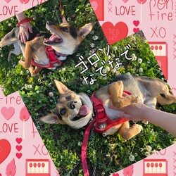 「倉敷っ子ドレミちゃんのとっても幸せ便り」サムネイル2