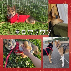 「倉敷っ子ドレミちゃんのとっても幸せ便り」サムネイル3