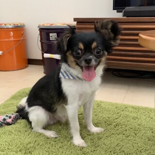 チワワMIX　ヤンヤン♂