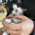 白黒ハチワレの男の子ごうくんです