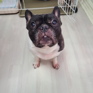 としですが元気なフレンチブルドッグてす。
