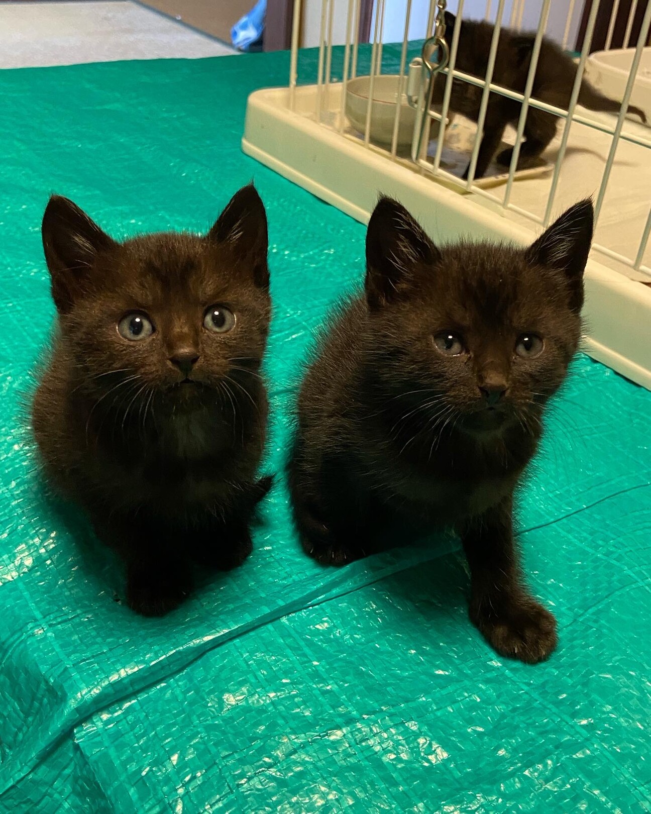 仲良し Amp 可愛い黒猫きょう 京都府 猫の里親募集 ペットのおうち 月間利用者150万人