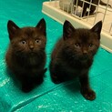 仲良し&可愛い黒猫きょうだい♂♀