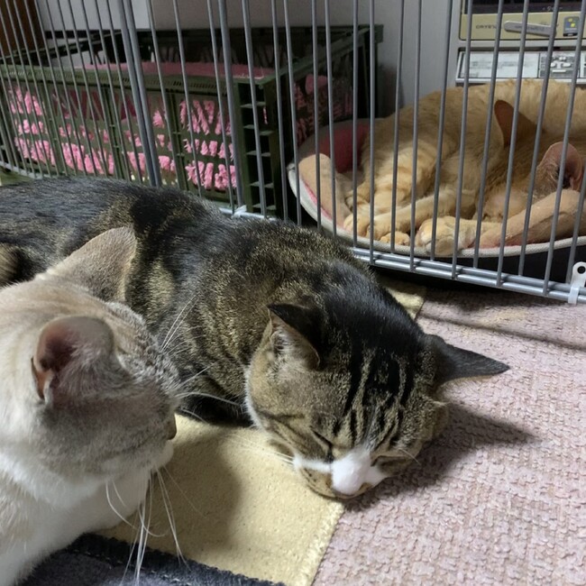 Incrustのカバー写真