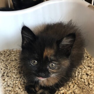 ふわふわキュート長毛サビちゃん！