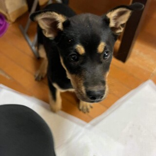 黒柴風の子犬ちゃんの里親募集