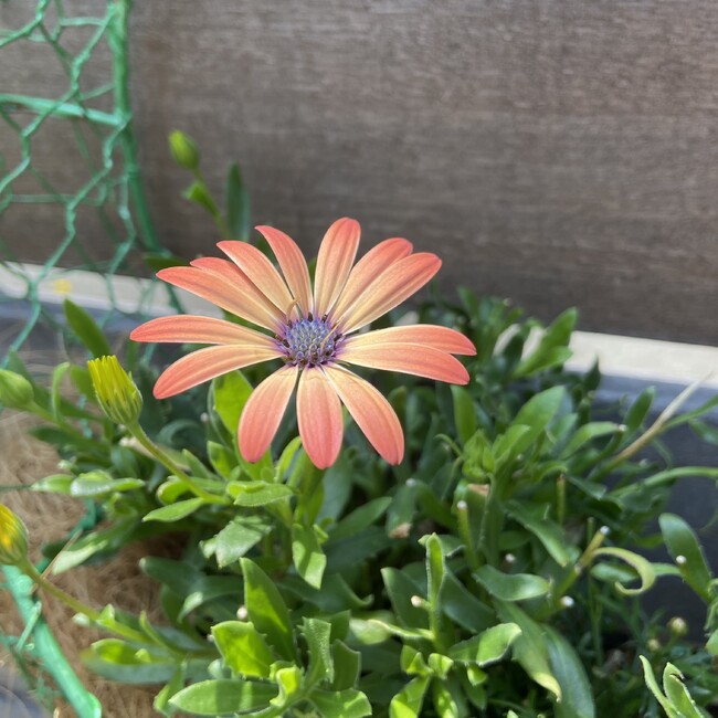 orangeの猫たちのカバー写真