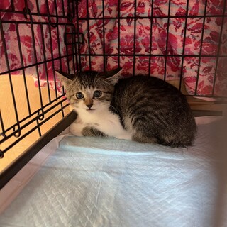 ビビリの子猫、キジ白ちゃん