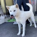 【代理投稿】紀州犬の男の子(6ヶ月)