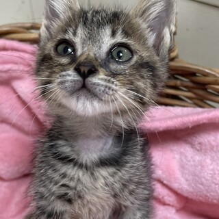 里親決定。きぬちゃん