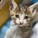 雨の中ぐったりしていた子猫ちゃん