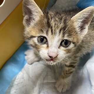 雨の中ぐったりしていた子猫ちゃん