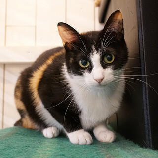 人馴れOK！美人な三毛猫の女の子