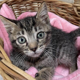 里親決定。ゆば君2ヶ月