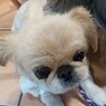 ペキニーズ   女の子　5歳　モジャコ サムネイル2