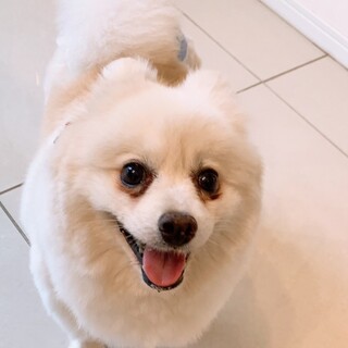 明るいポメラニアン♀ニキちゃん