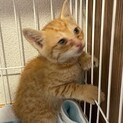 茶トラ　オス　推定1ヶ月半