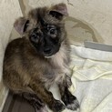 疥癬治療中！甘えん坊の子犬ちゃん。