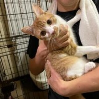 人懐こくて愛嬌のある茶白ちゃん♂