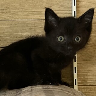 クミン♡家族ができました