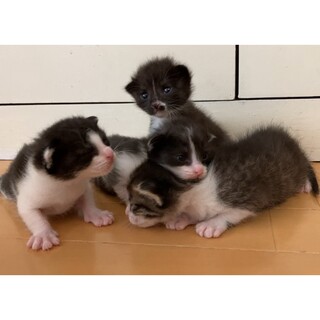 ミルクで育て中⭐︎オス2メス2兄妹